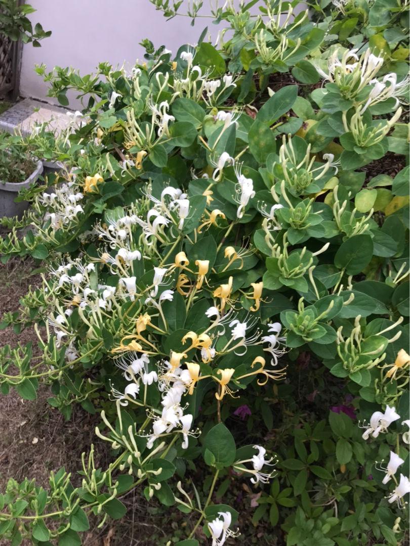 爬藤植物花园打造,最美爬藤花推荐