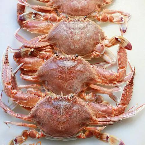 好好的螃蟹,为什么不横着走?来了解一下螃蟹界的“美味”成员