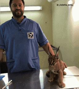 猫咪费洛蒙是真的有用,还是铲屎官的心理安慰剂?