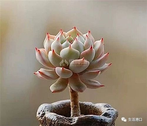 哪种石莲花可以食用,野生石莲花有什么用