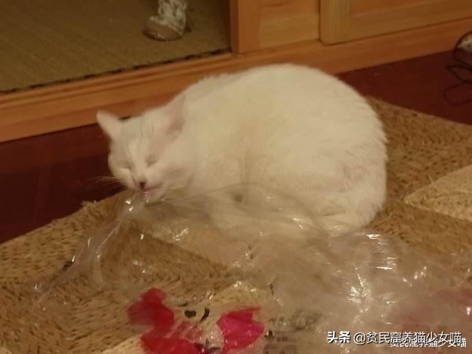 猫咪为什么超爱吃甜食呢,猫咪为什么爱吃肉