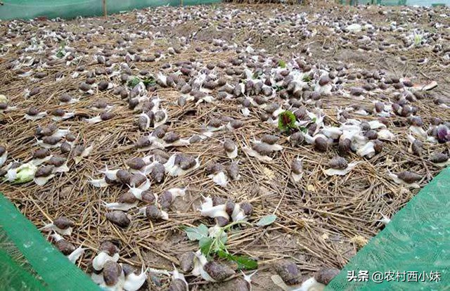 白玉蜗牛养殖注意事项和禁忌,白玉蜗牛的养殖条件是怎样的