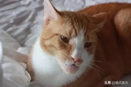 猫咪被蜜蜂蜇了怎么办,猫被蜜蜂蜇了的照片