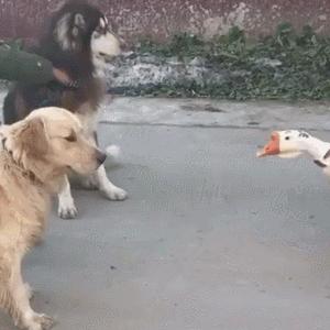 狗子被主人吓尿怎么办,狗子偷吃猪手被发现