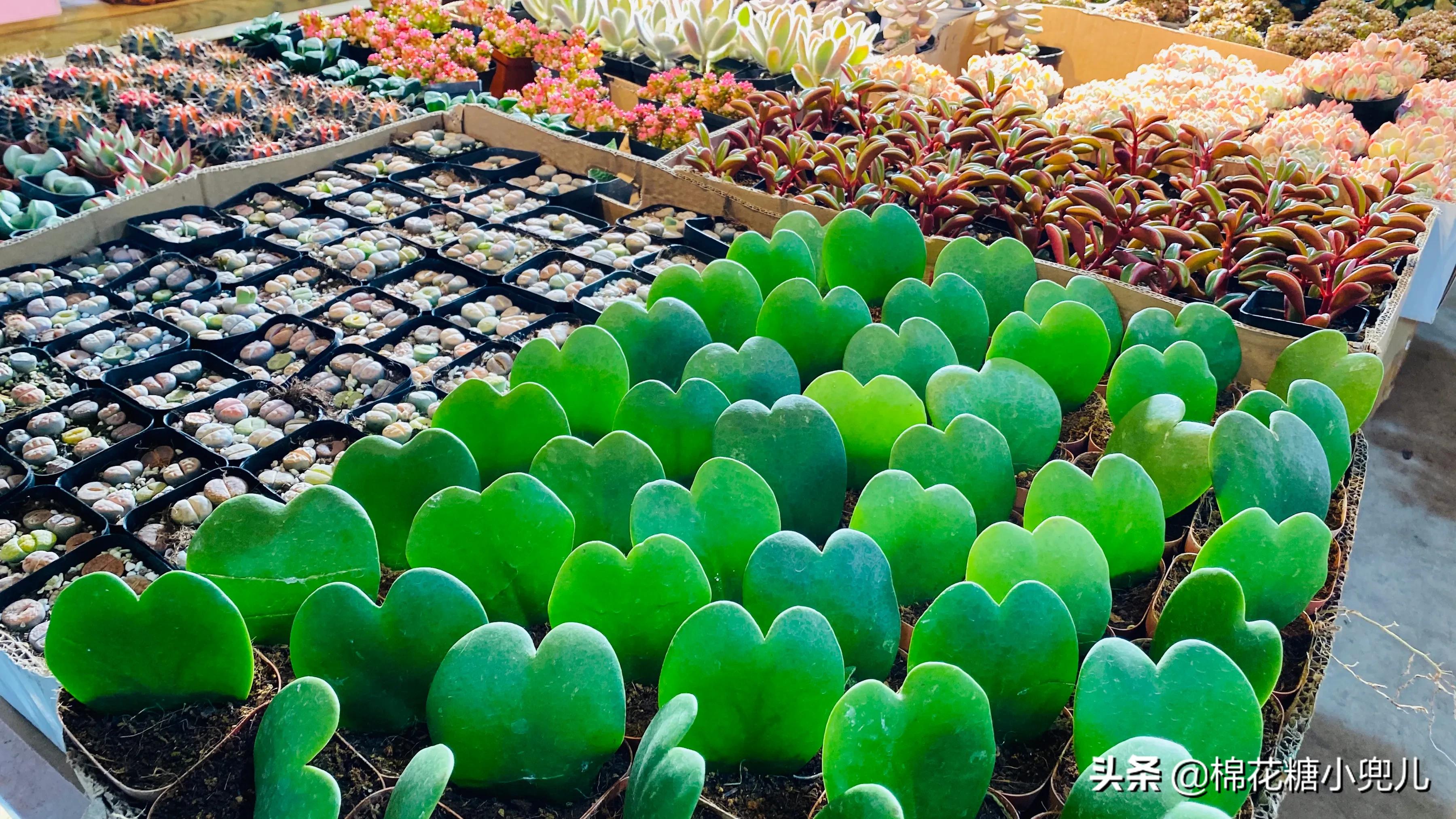北京盆栽花卉批发市场,北京众兴花卉批发市场