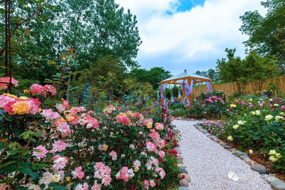 南京溧水千亩玫瑰,南京玫瑰园千亩花海迎来盛花期