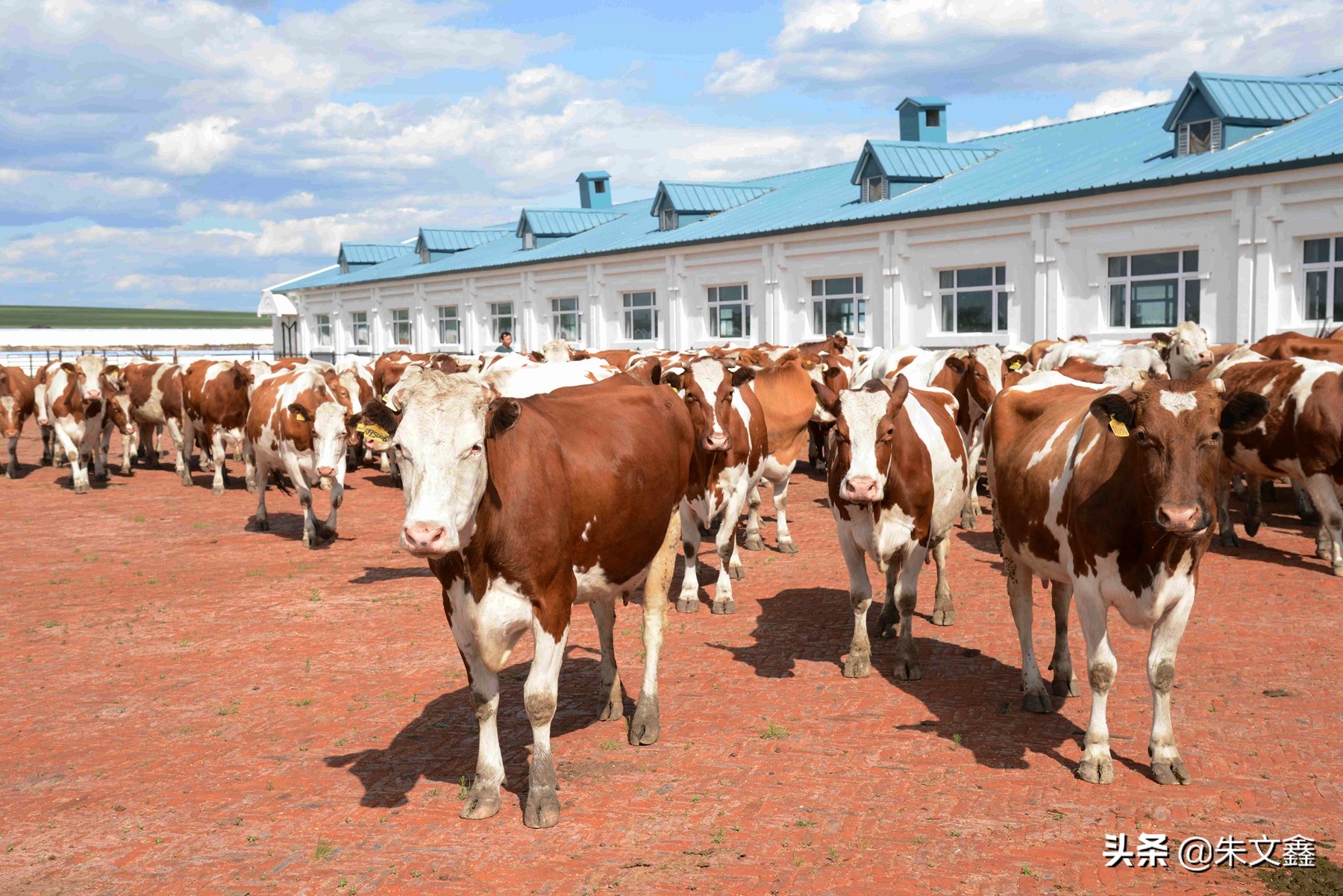 呼伦贝尔农垦纯牛奶三河牛,呼伦贝尔大草原三河牛