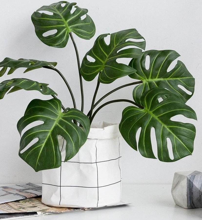 好养易活的室内小盆栽,十种养不死的室内小盆栽