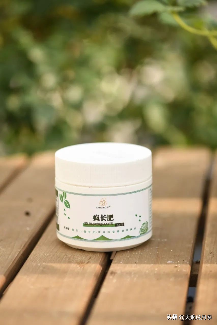 月季的正确抹芽方法,月季抹芽的正确方法