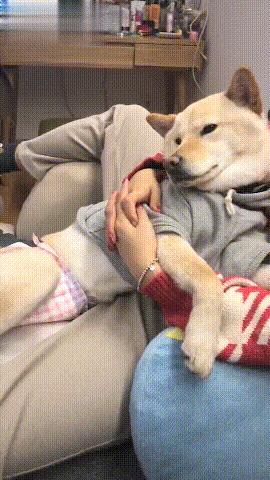 当狗狗来大姨妈，铲屎官用4个举动俘获TA的芳心，多喝热水不算