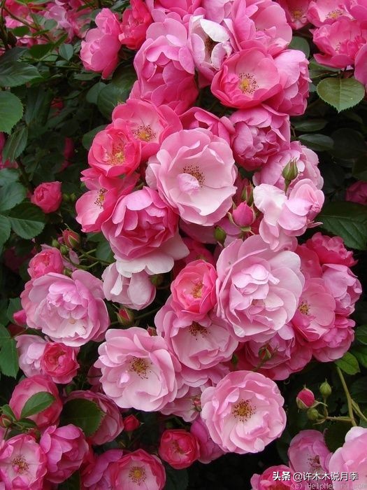 什么花藤好养又常年开花,花期长好看又好养的藤花