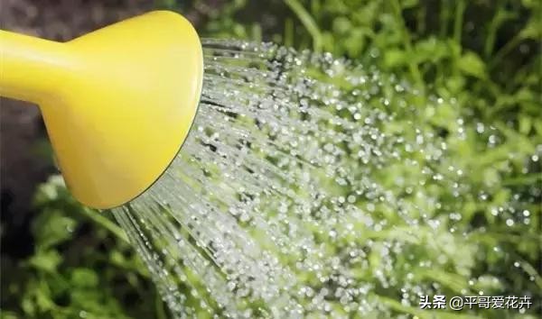 植物发生永久萎蔫用什么方法,植物高温叶子萎蔫怎么回事