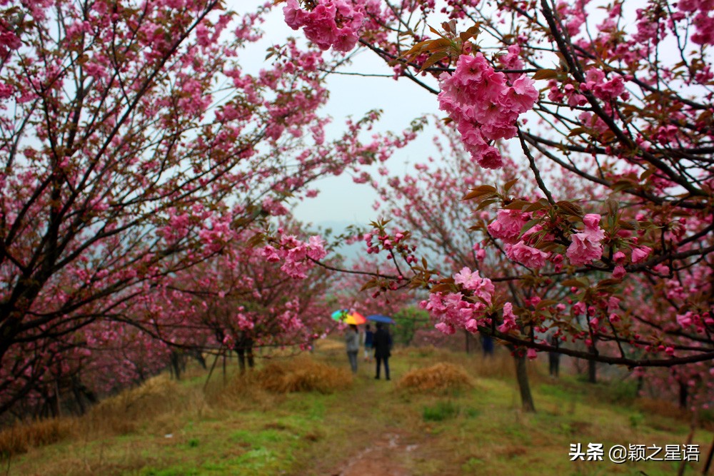 十里樱花十里尘,十五个赏樱地,赴一场樱花之恋
