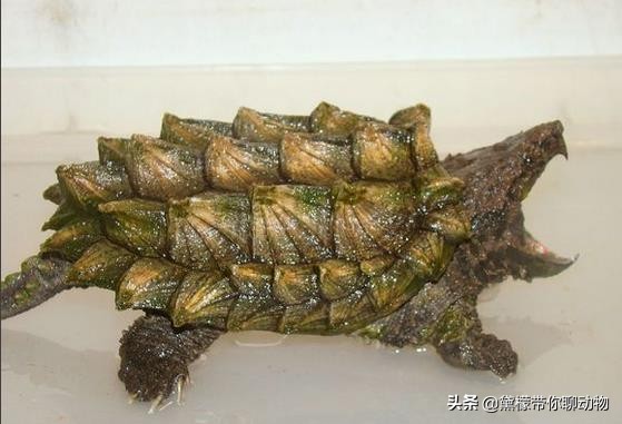 大鳄龟塌背翘甲怎么办,大鳄龟塌背是啥样的