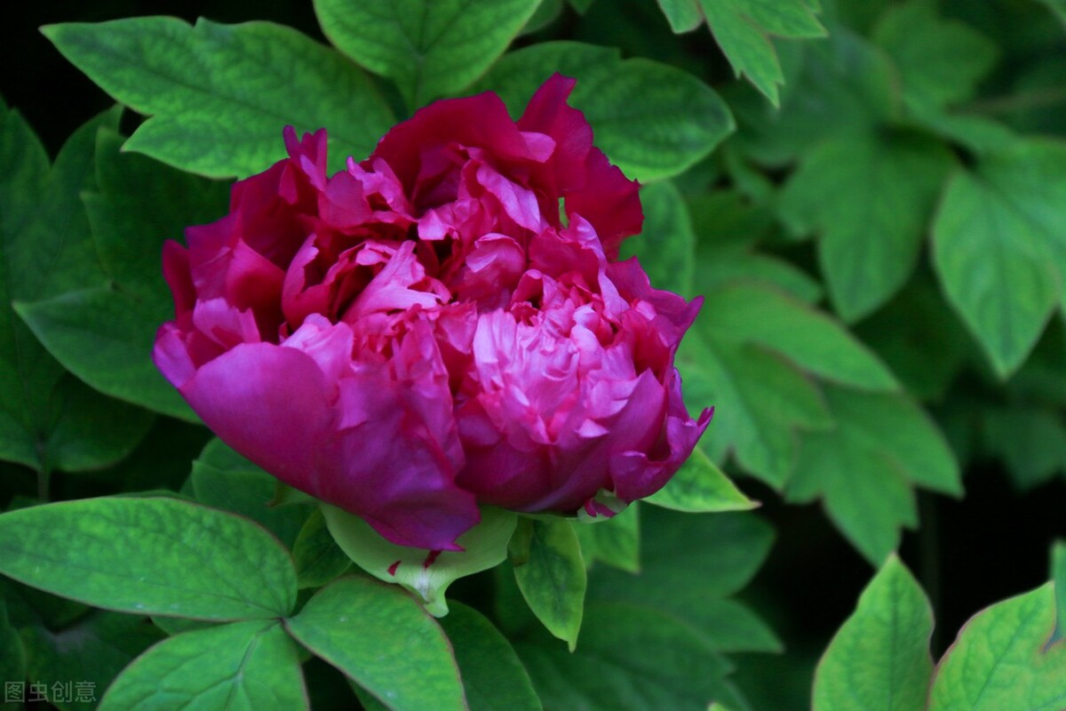 幸福标志图片大全,幸福人家的意思