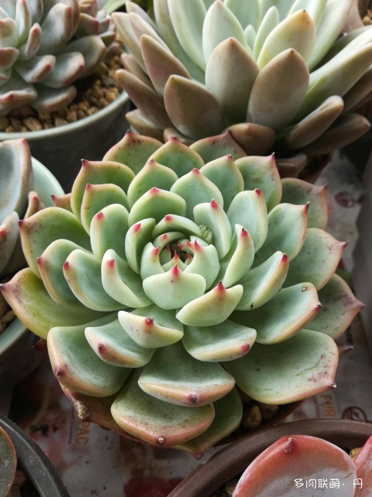 多肉长大了越来越好看,服盆期多肉变小