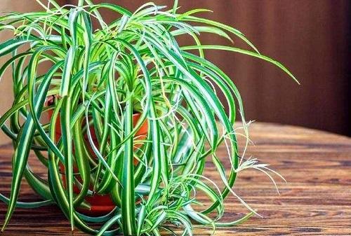 黄豆用水泡做肥料有臭味怎么处理,黄豆沤肥的臭味怎么消除