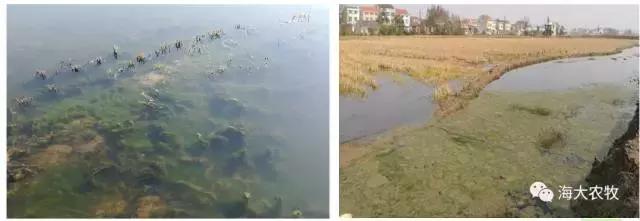 小龙虾虾苗养殖技术,小龙虾养殖怎么放苗