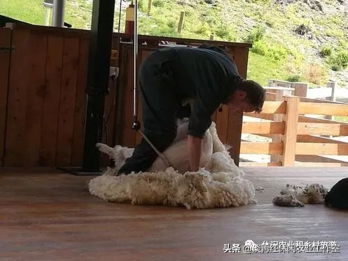 旅居新西兰,旅居新西兰有什么条件