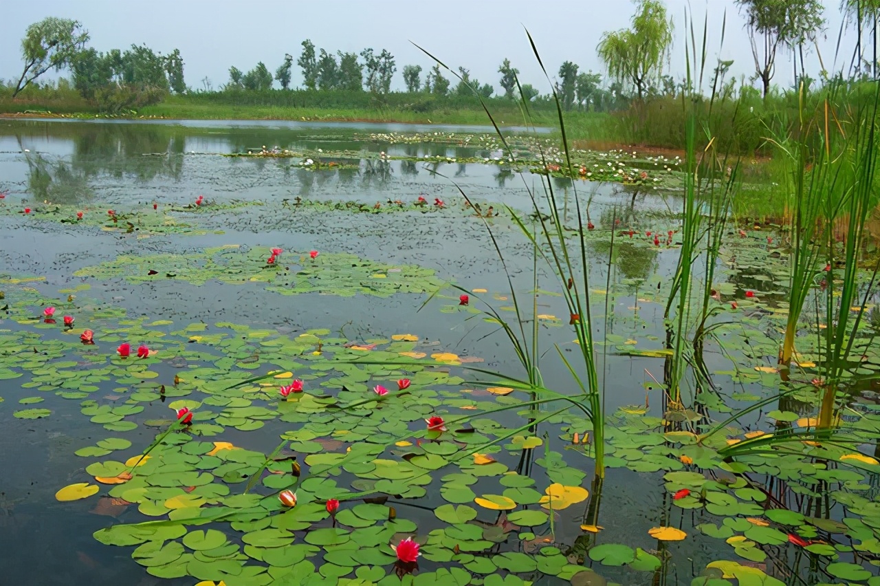 山东王屋湖国家湿地公园,山东最美湿地公园