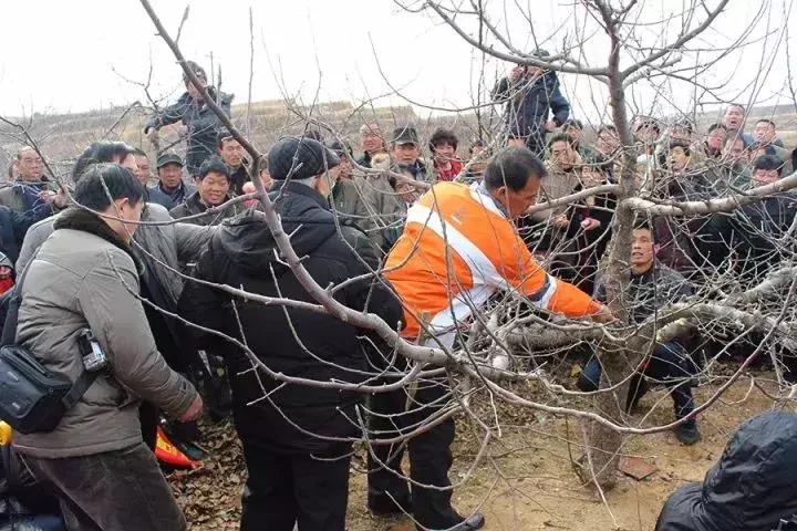 矮化富士苹果树修剪视频,衰弱的短枝富士苹果树修剪全视频