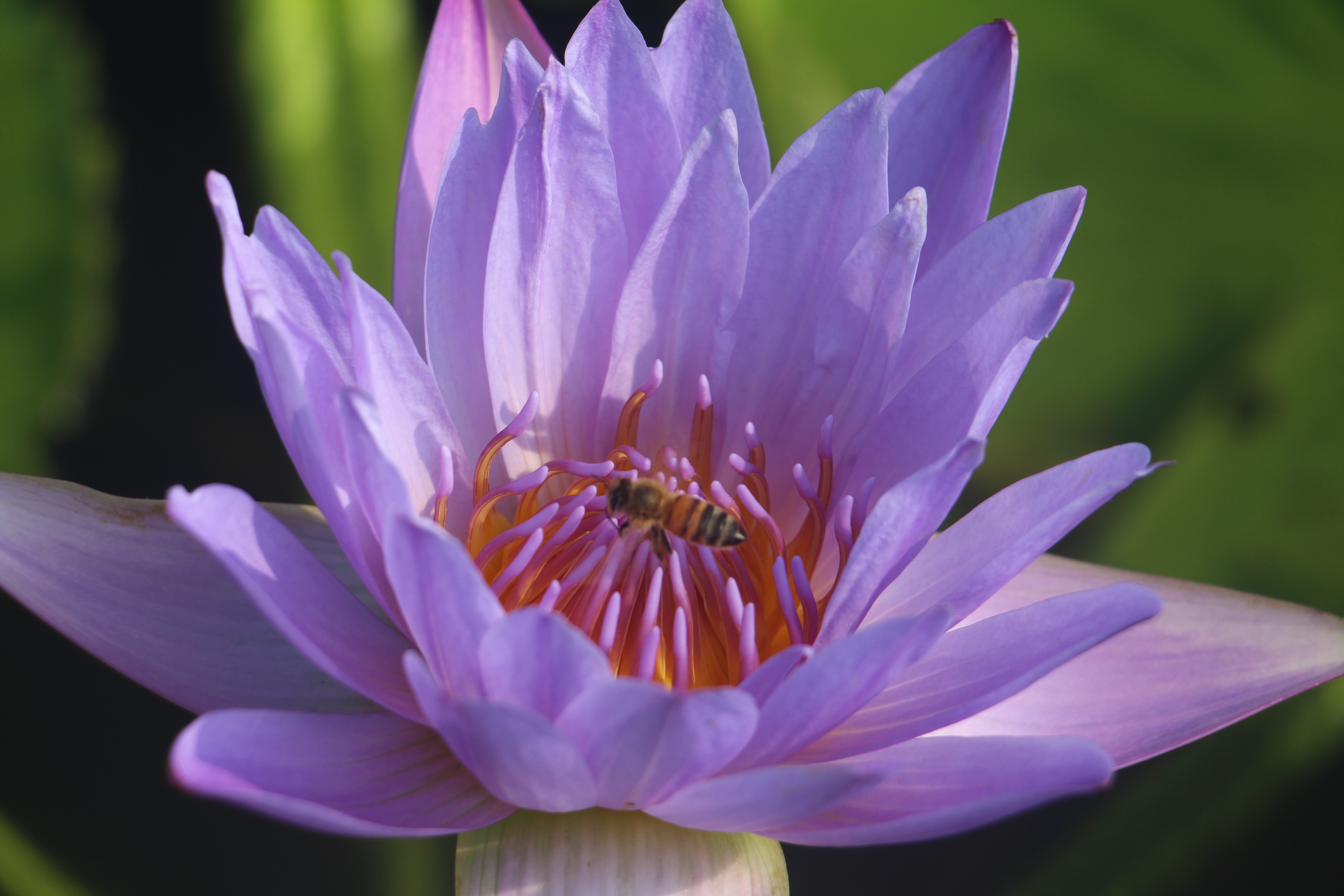 广西武宣县二塘石耇村：睡莲花开，扮靓乡村