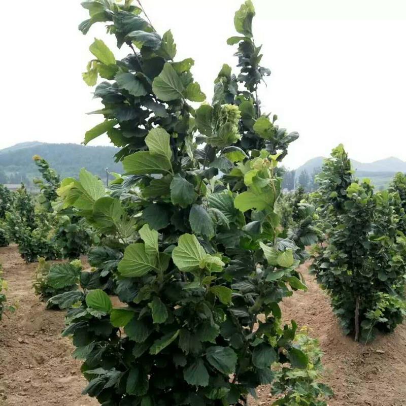 榛子是个什么干果,十大坚果榛子