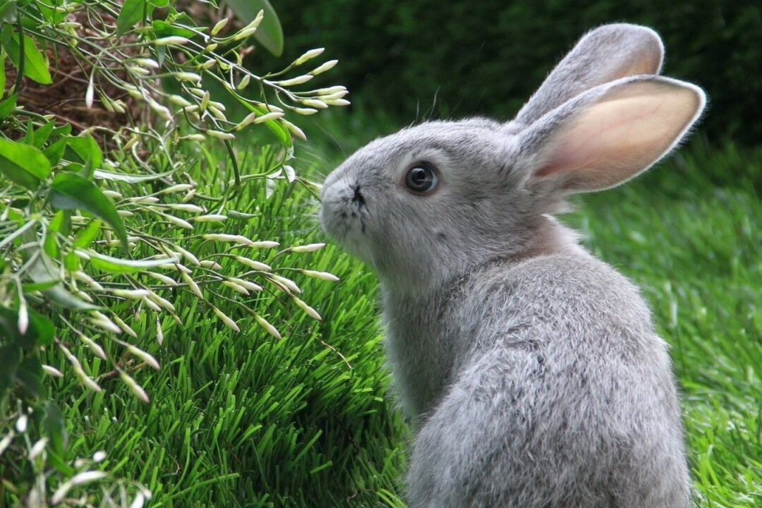 笼养兔子如何解决兔子粪便问题,养兔小妙招兔子大便怎么处理