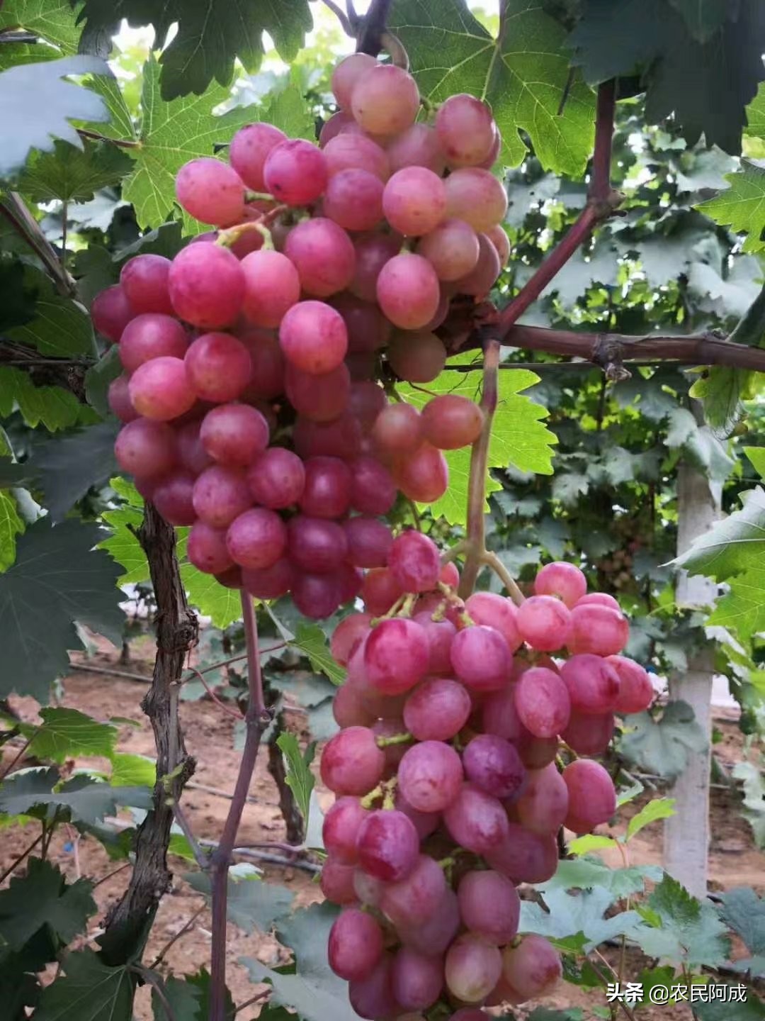 澳洲无核葡萄种植前景,葡萄种植前景与效益分析报告