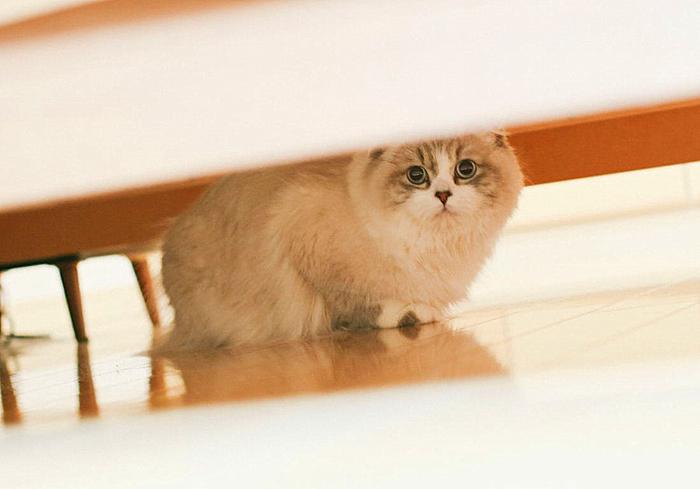 猫咪真的是养不熟的白眼狼么,猫咪老年痴呆