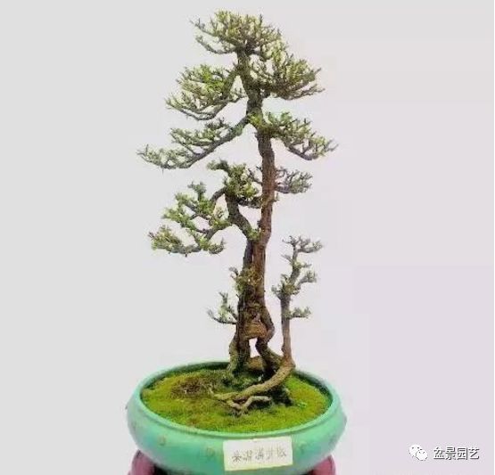 48种绝世盆景,绝世惊艳之作
