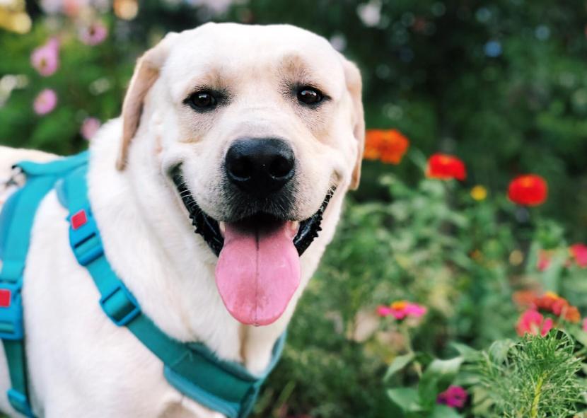 5种最受欢迎的狗狗你养了哪一种,哪个品种的狗狗又好养又乖巧懂事