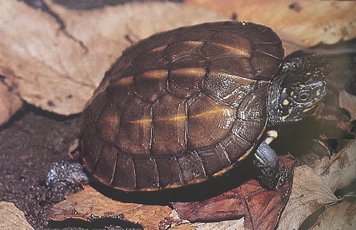 龟类纪录片,龟类图片