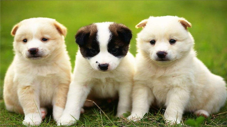 主人怀孕狗狗注意事项,狗狗怀孕40多天饮食方面怎样最好