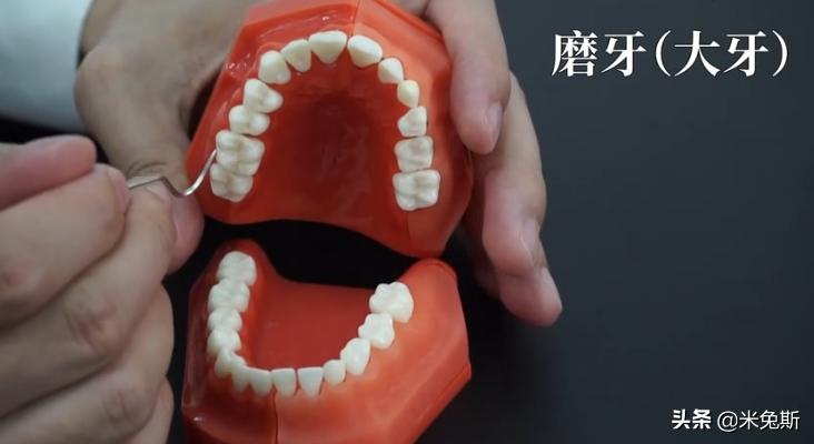 大家牙齿发育的怎么样,大家牙齿都长什么样