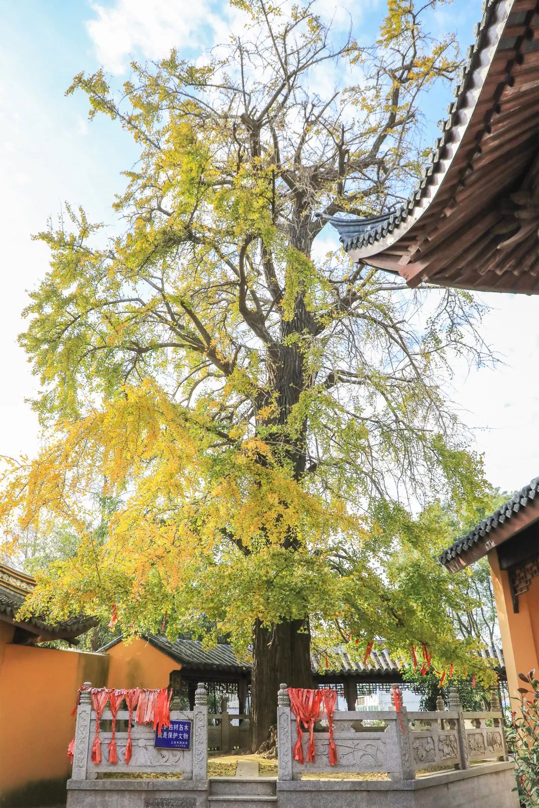深秋回暖，安排！沪上各区的深秋美景，你准备好打卡了吗？