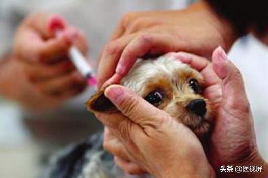 养宠物的人注意了，猫狗咬伤的正确处理姿势！