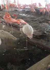 搞笑gif你们这些城里人太会玩了,搞笑gif逗比的世界你永远理解不了