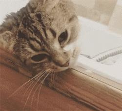 老虎：这是我准备养大吃的，你来凑什么热闹