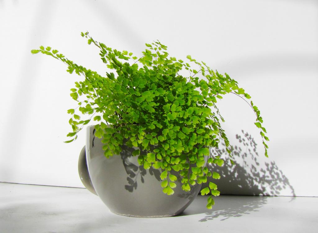 厕所养什么植物能去味,在卫生间浴室养的植物