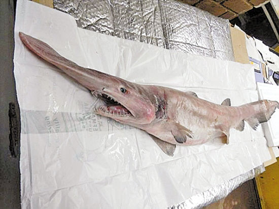 观赏鱼鲨鱼种类图片大全,鲨鱼百科知识大全幼儿