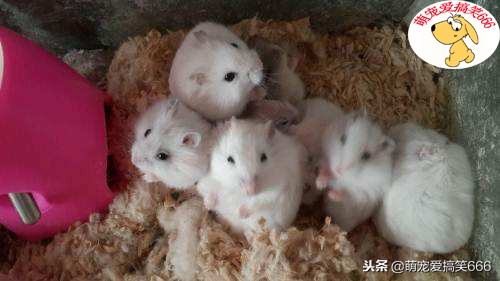 新手养仓鼠的十大禁忌有哪些,不建议养仓鼠