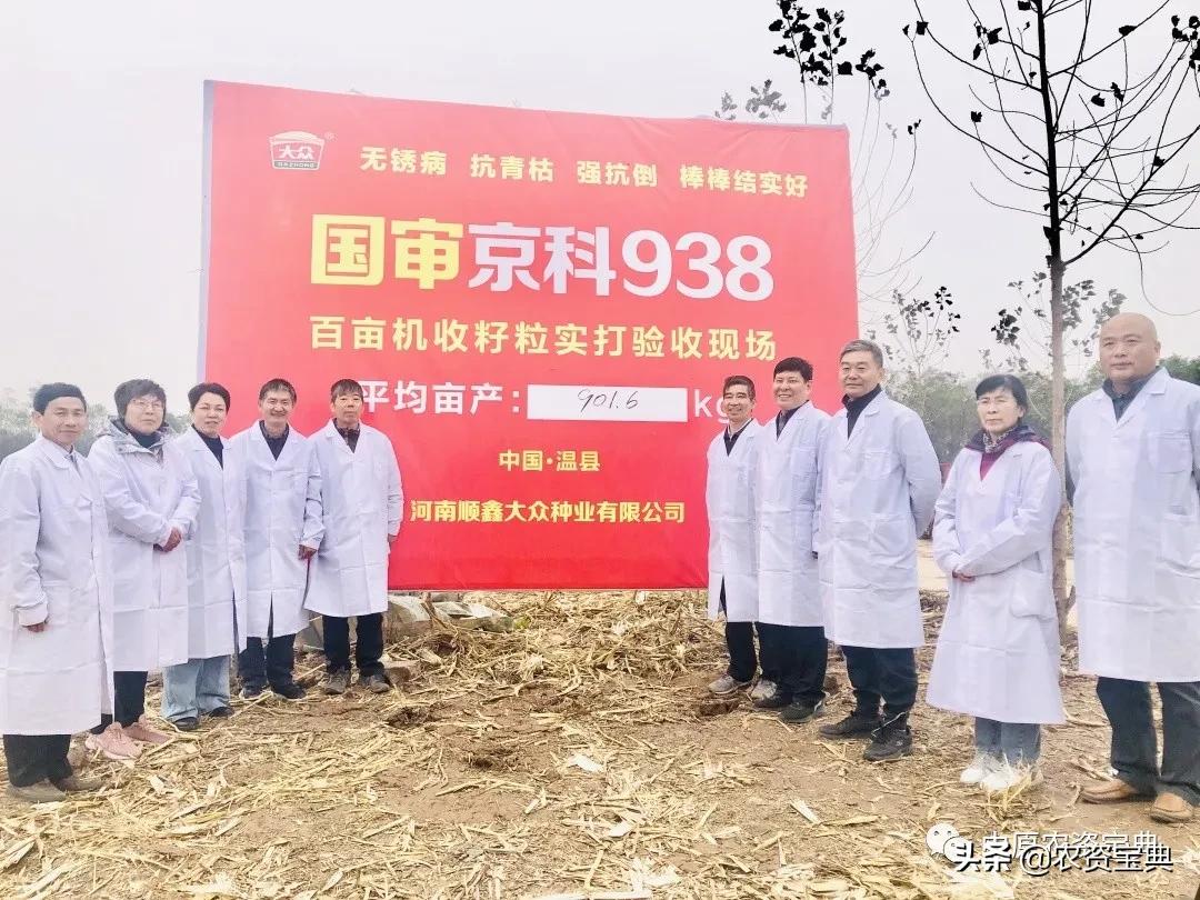 国审玉米种京科938,京科968玉米国审