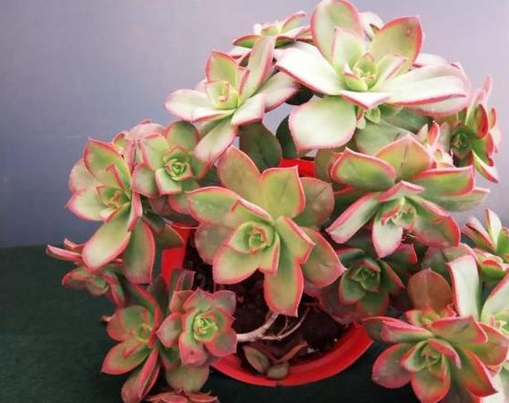 多肉根部没法全部埋进土里怎么办,多肉根部长了几个小肉肉如何养护