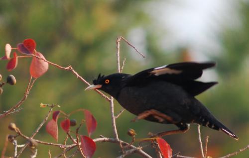 适合在家养的宠物鸟有哪些,不知道养什么观赏鱼