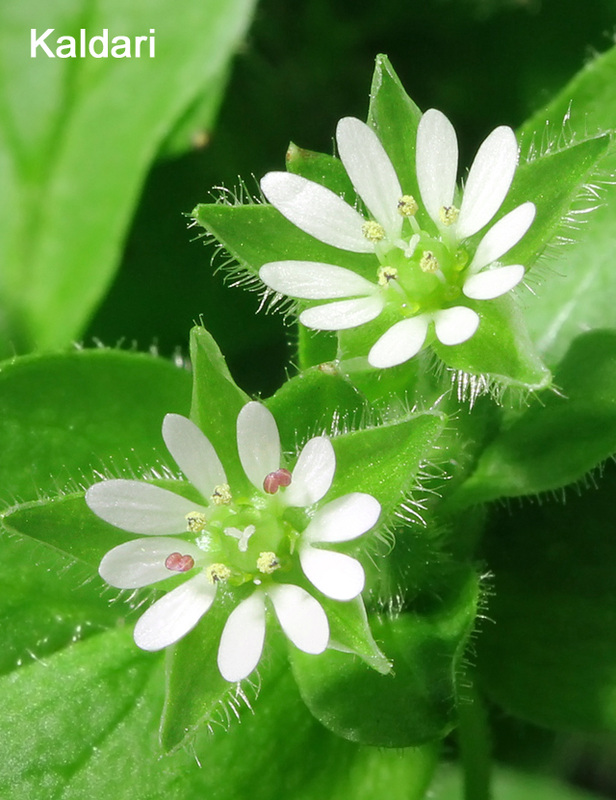 陆龟最喜欢的蔬菜,陆龟爱吃什么