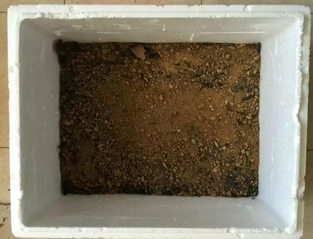 这6种碎渣渣，养花当土又当肥，比激素还有劲儿