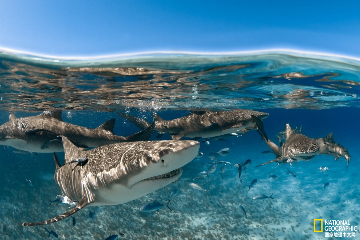 鲨鱼可以交朋友吗,人类跟鲨鱼交朋友