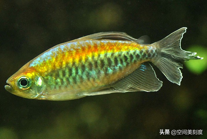 水中精灵鱼儿戏水,水中精灵鱼缸