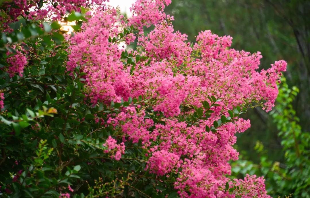 在济南花式避暑，一见“清”心！只需一瞥，便足以把酷夏原谅…